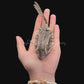 Longhorn Cowfish (Lactoria cornuta) | Preserved Fish Specimen | Real Longhorn Boxfish