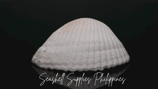 Batotoy Kulot XL | Ridged Ark Shell | Anadara Antiquata Sea Shells