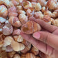 Brown Land Snail | Sowerby | 1 - 2 Inches
