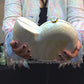 White Mother of Pearl Nautilus Shell Clutch Bag with Gold Chain