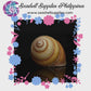 Brown Land Snail | Sowerby | 1 - 2 Inches