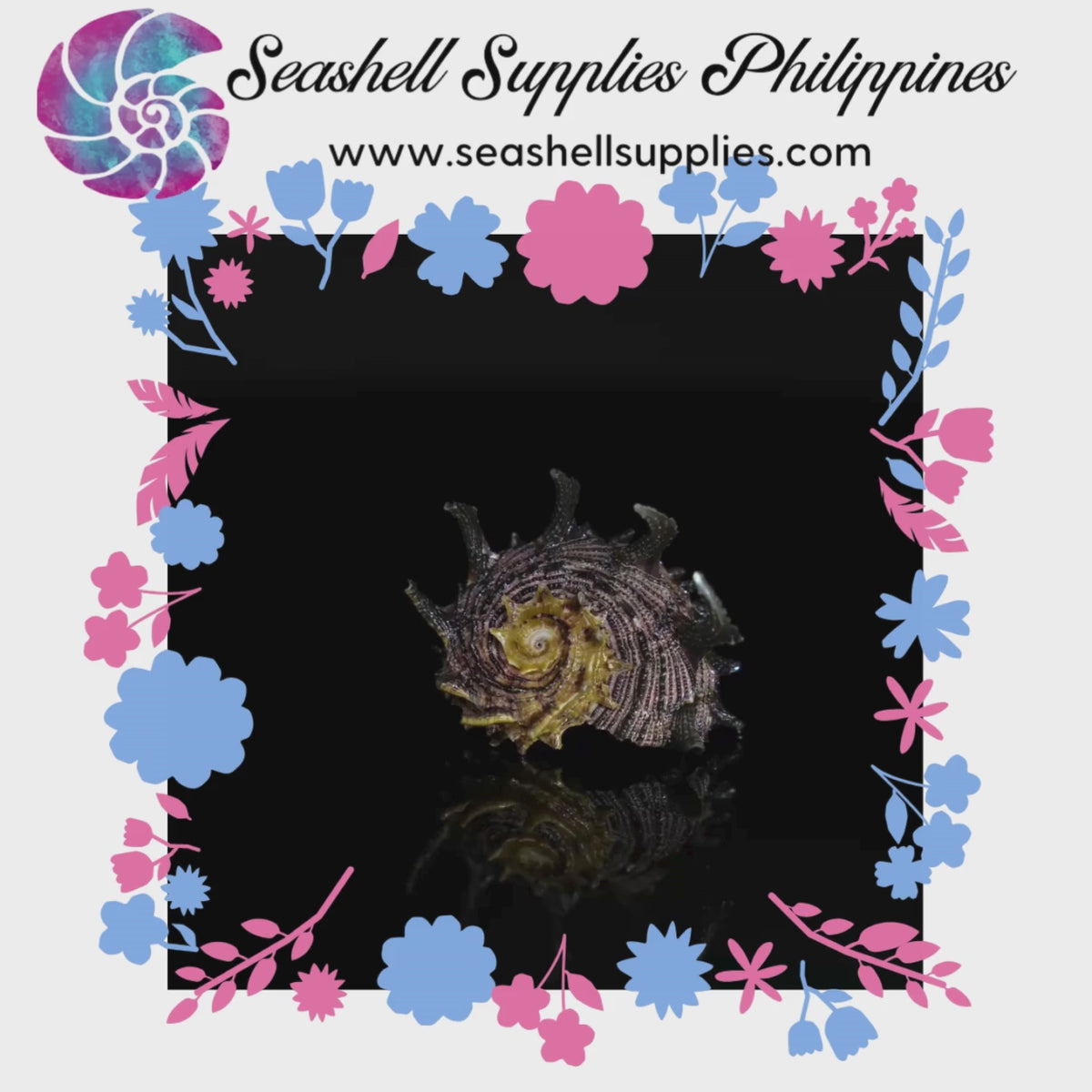 Angaria Long Spine | Imperial Delphinula | 2 - 3 Inches