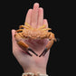 Red-eyed Swimming Crab (Podophthalmus vigil) | Preserved Crab Specimen | Real Long-eyed Swimming Crab