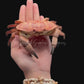 Red Egg Crab (Atergatis integerrimus) | Preserved Crab Specimen | Real Marine Crab