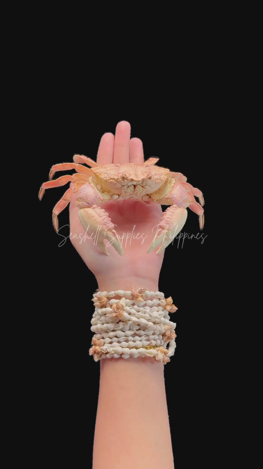 Actumnus squamosus Preserved Crab | Hairy Crab | Rubble-carrying Crab | Real Marine Specimen