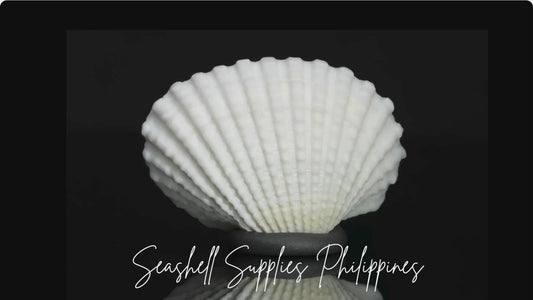 Batotoy Kulot | Granular Ark | Anadara Granosa Sea Shells