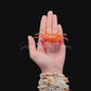 Convex Crab (Carpilius convexus) | Preserved Crab Specimen | Real Marine Crab