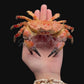 Mosaic Reef Crab (Lophozozymus pictor) | Preserved Crab Specimen | Real Marine Crab