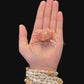 Fleeting Purse Crab (Myra fugax) | Preserved Crab Specimen | Real Marine Crab