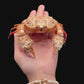 Hairy Crab (Pilumnus etheridgei) | Preserved Crab Specimen | Real Marine Crab