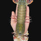 Peacock Mantis Shrimp (Odontodactylus scyllarus) | Preserved Mantis Shrimp Specimen | Real Painted Mantis Shrimp