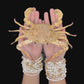 Haani Swimming Crab (Portunus haani) | Preserved Crab Specimen | Real Marine Crab