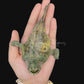 Broadhead Goosefish (Lophiomus setigerus) | Preserved Fish Specimen | Real Anglerfish