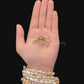 Freshwater Crab (Potamonemus sp.) | Preserved Crab Specimen | Real River Crab
