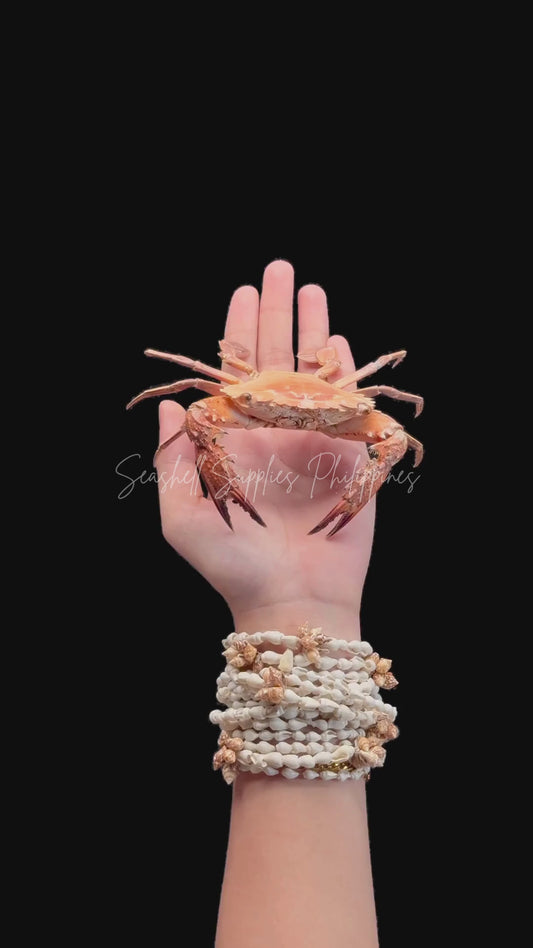 Asian Paddle Crab (Charybdis japonica) | Preserved Crab Specimen | Real Marine Swimming Crab