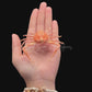 Pebble Crab (Myra affinis) | Preserved Crab Specimen | Real Marine Crab