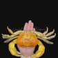 Ascension Island Land Crab | Johngartia lagostoma | Preserved Crabs