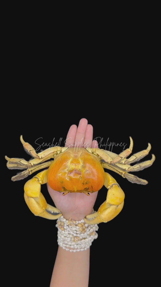 Ascension Island Land Crab | Johngartia lagostoma | Preserved Crabs