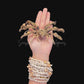 Decorator Spider Crab (Camposcia cf. retusa) | Preserved Crab Specimen | Real Camouflage Crab