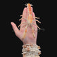 Mud Lobster (Thalassina sp.) | Preserved Lobster Specimen | Real Scorpion Mud Lobster