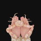 Variable Elbow Crab (Rhinolambrus contrarius) | Preserved Crab Specimen | Real Marine Crab