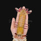 Japanese Mantis Shrimp (Oratosquilla mikado) | Preserved Mantis Shrimp Specimen | Real Marine Crustacean