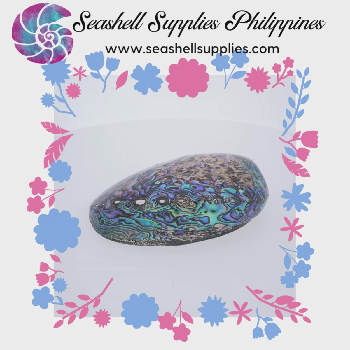 Abalone Paua | Blackfoot Paua | Rainbow Abalone | 4-6 Inches