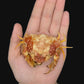 Red-spotted Box Crab (Calappa gallus) | Rough Preserved Crab Specimen | Real Marine Crab