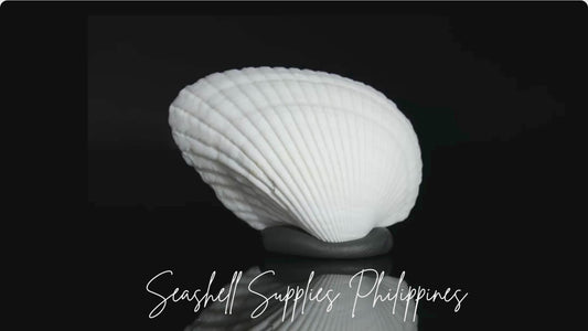 Batiting | Transverse Ark | Anadara Transversa Sea Shells