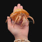 Hermit Crab in Tonna Shell (Paguroidea) | Preserved Crab Specimen | Real Marine Hermit Crab