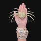Lesser Spider Crab (Maja crispata) | Preserved Crab Specimen | Real Marine Crab