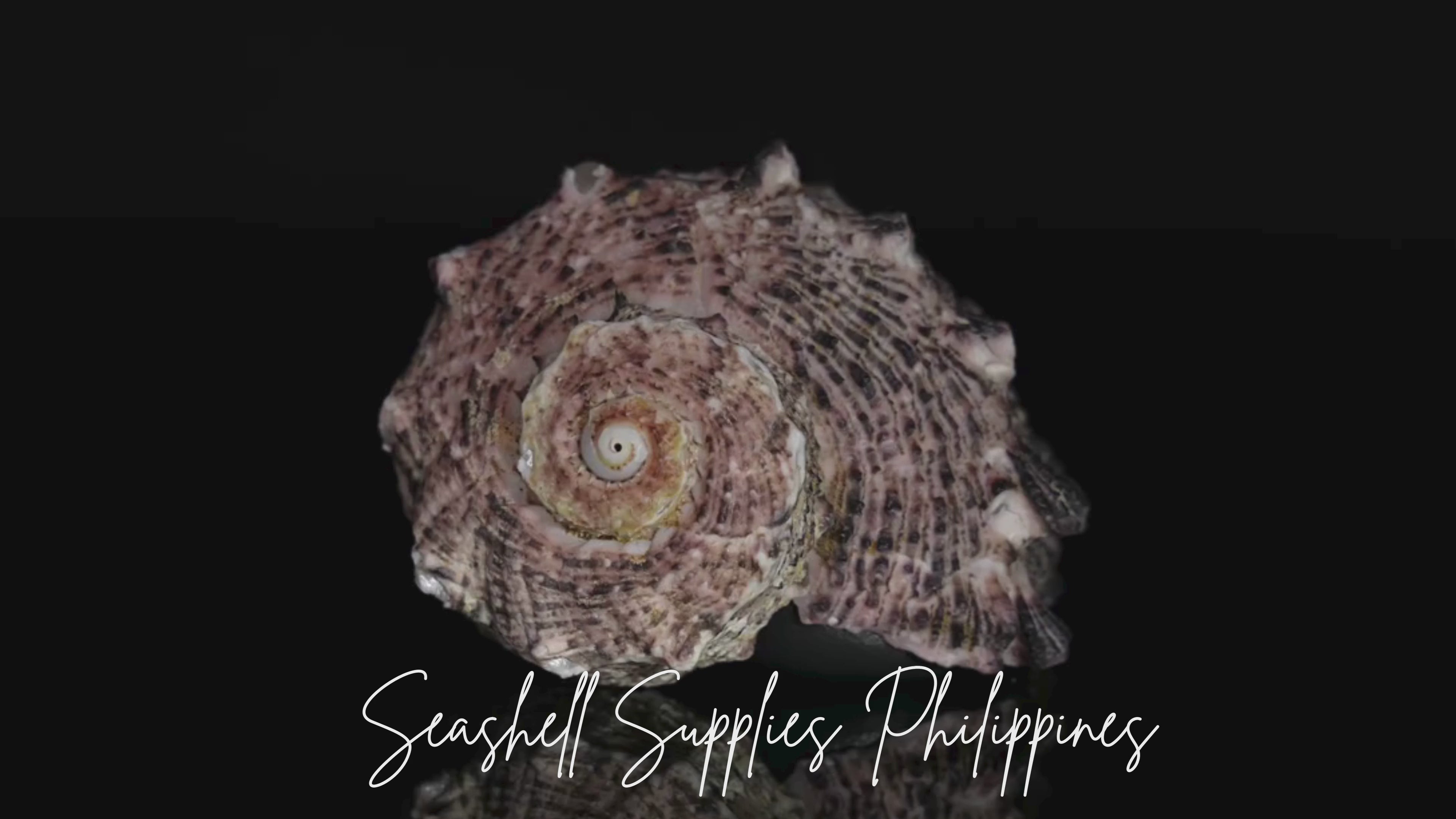 Angaria Shells (Angaria delphinus) | Imperial Delphinula | 1 Kilo Bulk ...