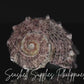 Angaria | Imperial Delphinula | Angaria Delphinus