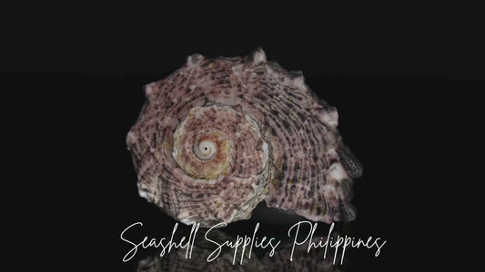 Angaria | Imperial Delphinula | Angaria Delphinus