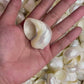 Turbo Green | Pearlized | Turbo Mamoratus | 1.5 - 3 Inches