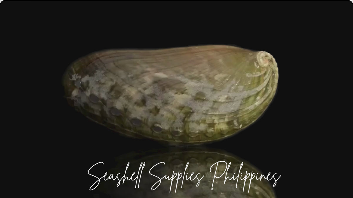 Abalone | Ass's-ear Abalone | Long Sea Shells