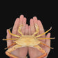 Blunt-tooth Swimming Crab (Callinectes bocourti) | Preserved Crab Specimen | Real Marine Crab