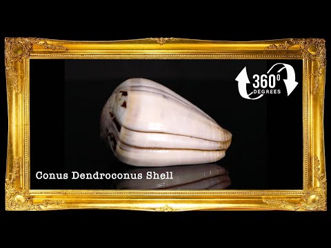 Conus Glaucus | Glaucus Cone | 1 - 3 Inches