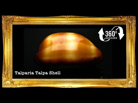 Cyprea Talpa | Mole Cowrie | 1 - 3 Inches