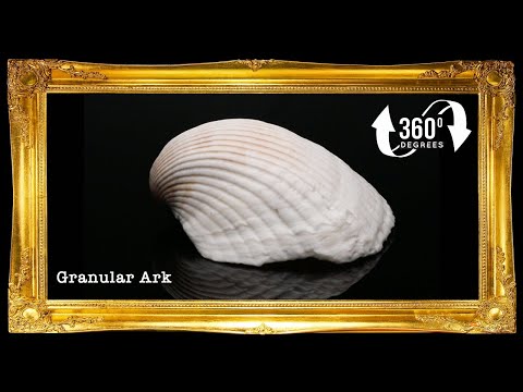 Bulatok Shell 1 Kilo | Batotoy Kulot | Granular Ark | Seashells | Sea shells ...