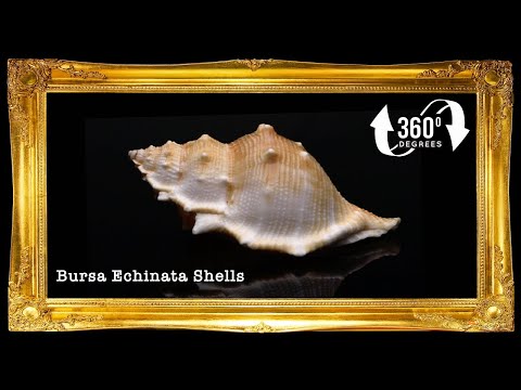 Bursa Espinosa | Spiny Frog Shell | 1 - 3.5 Inches