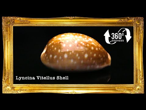 Cyprea Vittelus | Lyncina Vitellus | 1 - 3.9 Inches