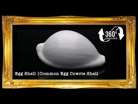 Egg Shell | Common Egg Cowrie | 2- 4 Inches