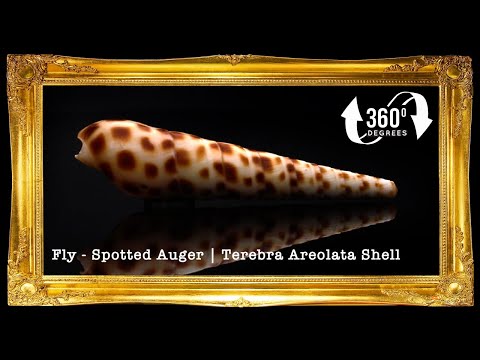 Terebra Areolata | Fly Spotted Auger | 3 - 5.5 Inches