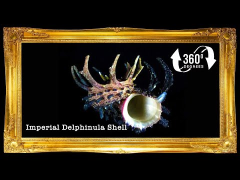 Angaria Long Spine | Imperial Delphinula | 2 - 3 Inches