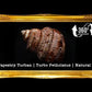 Turbo Petholatus | Natural | Tapestry Turban | 1.5 - 3 Inches