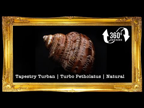 Turbo Petholatus | Natural | Tapestry Turban | 1.5 - 3 Inches