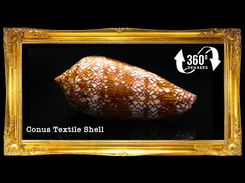 Conus Textile| Textile cone | 1 - 3.5 Inches