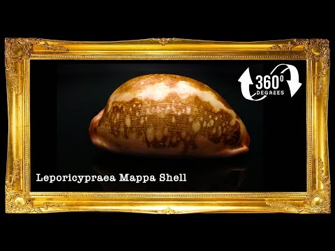 Cyprea Mappa | Pink | Map Cowrie | 2 - 3 Inches