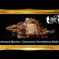 Torrectactus | Chicoreus Torrefactus | Firebrand Murex | 2 - 4 Inches